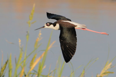 Black-necked Stilt