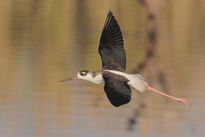 Black-necked Stilt