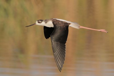 Black-necked Stilt