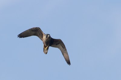 Peregrine Falcon