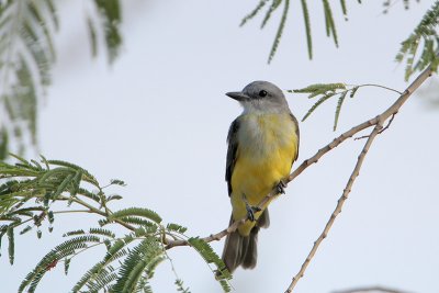 Couch's Kingbird