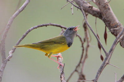 Mourning Warbler