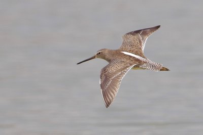 Short-billed Dowitcher