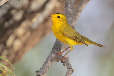 Wilson's Warbler