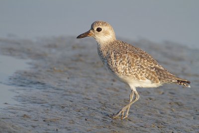 Black-bellied Plover