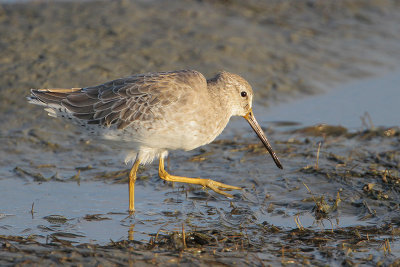 Short-billed Dowitcher