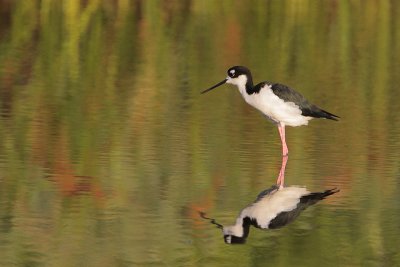 Black-necked Stilt