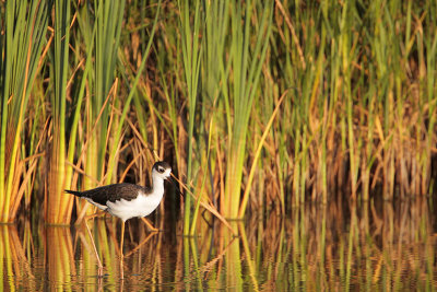 Black-necked Stilt