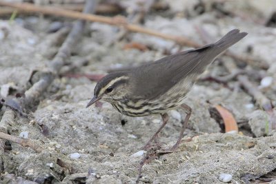 Northern Waterthrush