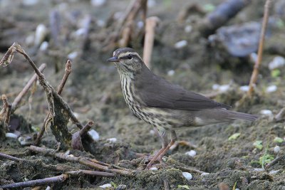 Northern Waterthrush