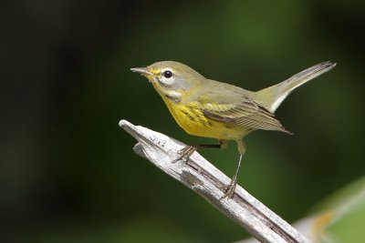 Prairie Warbler