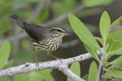 Northern Waterthrush