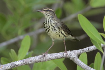 Northern Waterthrush