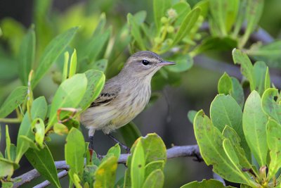 Palm Warbler