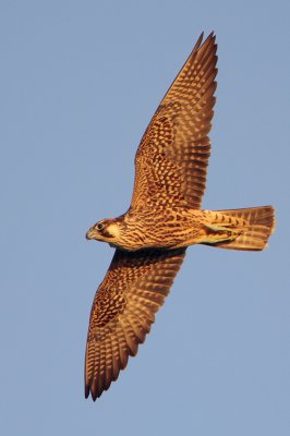 Peregrine Falcon