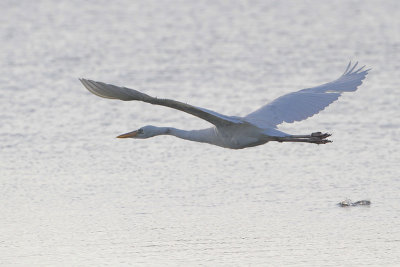 Great White Heron