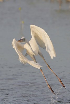 Great White Heron