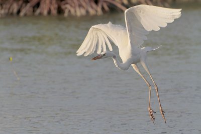 Great White Heron