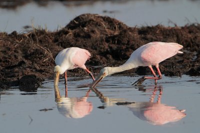 Roseate Spoonbill
