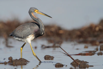 Tricolored Heron