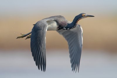 Tricolored Heron