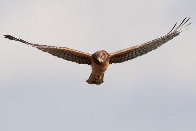 Northern Harrier