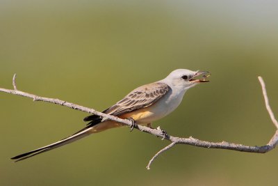 Scissor-tailed Flycatcher