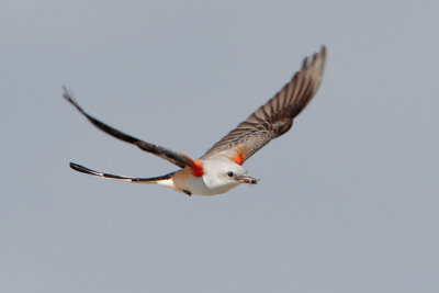 Scissor-tailed Flycatcher