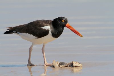 American Oystercatcher