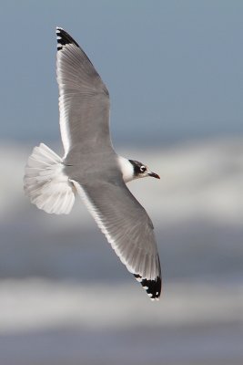 Franklin's Gull