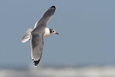 Franklin's Gull