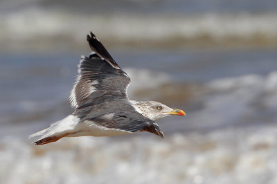 Lesser Black-backed Gull