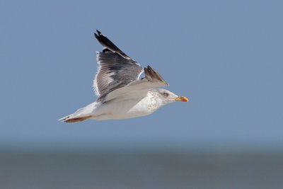 Lesser Black-backed Gull