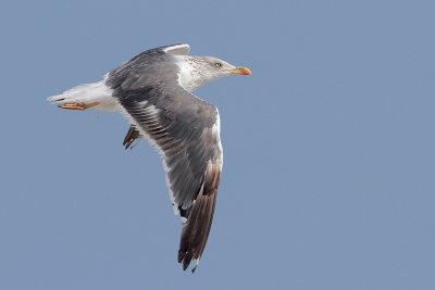 Lesser Black-backed Gull