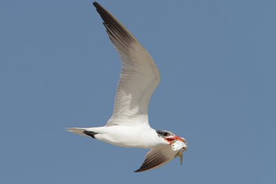 Caspian Tern