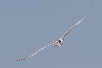 Caspian Tern