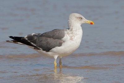 Lesser Black-backed Gull