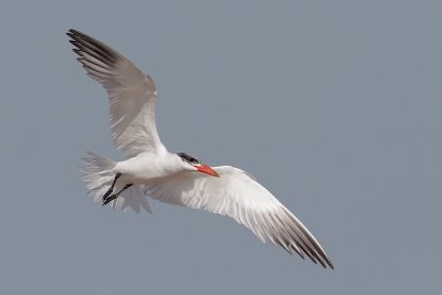 Caspian Tern