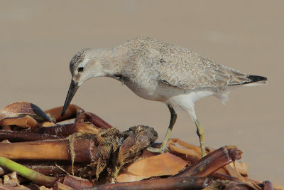 Red Knot