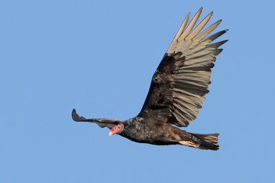 Turkey Vulture