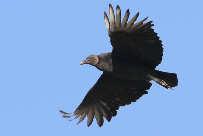 Black Vulture