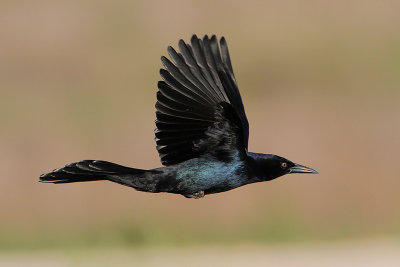 Boat-tailed Grackle