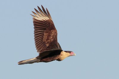 Crested Caracara