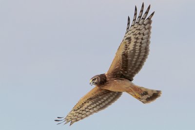 Northern Harrier