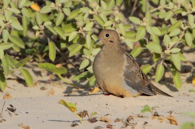 Mourning Dove
