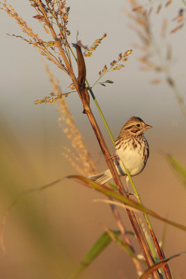 Savannah Sparrow