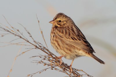 Savannah Sparrow