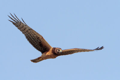 Northern Harrier