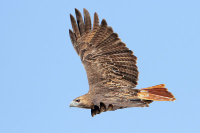 Red-tailed Hawk