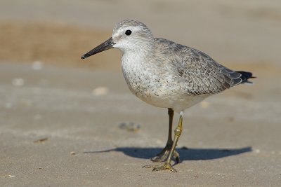 Red Knot